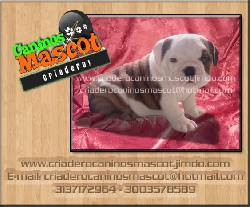 bulldog ingles en venta 100% puros medellin, colombia