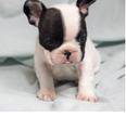 CAMADITA DE CALIDAD DE BULLDOG FRANCS  Cali, colombia
