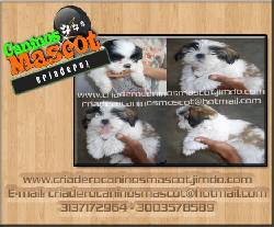 shitzu cachorros 100% puros medellin, colombia