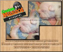 bulldog ingles cachorros hermosos de caninos mascot medellin, colombia