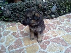 Venta Cachorros Pastor Aleman Villavicencio, Colombia