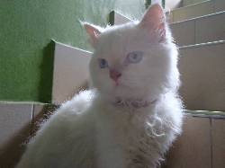 Se vende Hermoso(a) Gato(a) persa Himalayo Cali, calombia