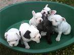 REGALO ESPECTACULARES CACHORROS BULLDOG FRANCES Cali, colombia