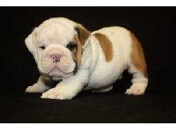 Bulldog Ingls cachorros para su aprobacin huila, colombia