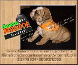 bulldog ingles admirelos medellin, colombia