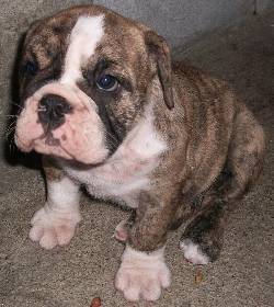 CACHORRITAS BULLDOG INGLES  ESPECTACULARES Cali, Colombia