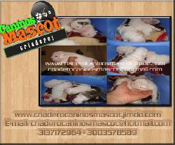 bulldog ingles desde 750000 medellin, colombia