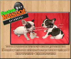 bulldog frances hermosos blancos y vaquitas medellin, colombia