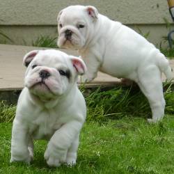 Yorkies, Bulldog Ingls, Pug, pastor alemn en adopcin botogo, colombia