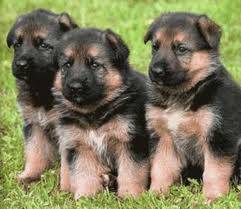 CACHORROS PASTOR ALEMN  CEL 3142905814 BOGOTA, COLOMBIA