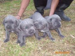 MASTIN NAPOLITANO !HERMOSOS! DE ROYAL KENNEL BOGOTA, COLOMBIA