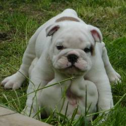 Bulldog Ingl�s botogo, colombia