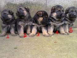CACHORROS PASTOR ALEMN CEL/3142905814 BOGOTA, COLOMBIA