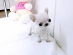   Preciosos cachorros chihuahua en regalo    malaga Capital, Espaa