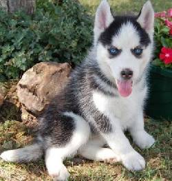 Ojos azules cachorros Siberian Husky Madrid, Espaa