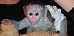 Hombres y Mujeres beb monos capuchinos para hermosa ca Bogot, colombia
