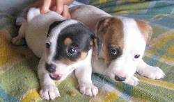 Se vende Jack Russell tenjo, Colombia