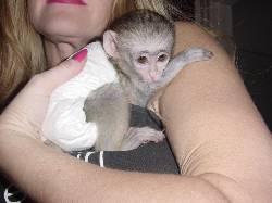 Monos de beb para la venta Madrid, Espaa.