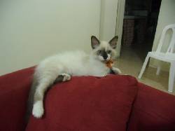 Adopcion Cali, Colombia