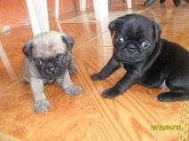 pug en venta la union valle, colombia