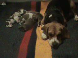 Hermosos cachorros beagle! cali, colombia