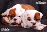 CACHORROS BULLDOG INGLES Y SERVICIO MONTA MEDELLIN, COLOMBIA