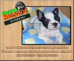 bulldog frances listos para entregar medellin, colombia