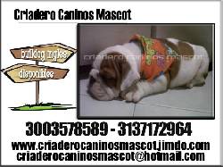 bulldog ingles cachorritos envios a todo el pais medellin, colombia