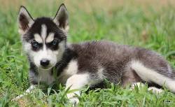 Cachorros de calidad Siberian Husky Bogot, Colombia