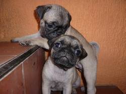 pug cachorros de 40 dias hembra y macho disponible cali, colombia