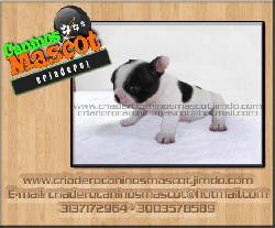 bullldog frances unicos en medellin medellin, colombia