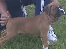 perros boxer medellin, colombia