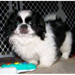 pekingese cachorro  almeria, spain