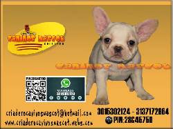bulldog frances fawn exelente genetica medellin, colombia
