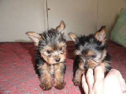 orinal entrenados Yorkie cachorros almeria, spain