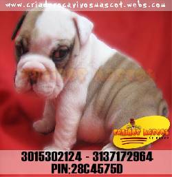 bulldog ingles bulldog ingles bulldog ingles medellin, colombia