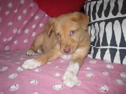Cachorro raza Podenco Portugus en Barcelona Barcelona, Espaa