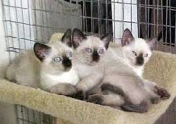 SIAMES VENTA DE GATOS 3103754882 eededged cali, colombia