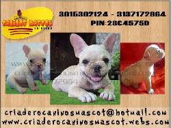 hermosos bulldog frances fawn medellin, colombia