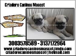 pug carlinos cachorritos arena o beige medellin, colombia