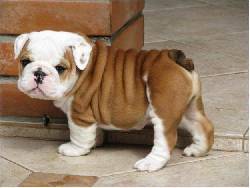 Se Regalo dos encantador cachorros bulldog ingles  cali, colombia