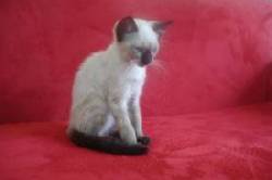 SIAMES VENTA DE GATOS 3103754882 VSFGGRGRR cali, colombia