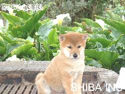 Espectaculares Shiba Inu Sin Registro 100% Puros El Rosal, Colombia
