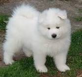 SAMOYEDO VENTA DE PERROS 3103754882 cali, colombia