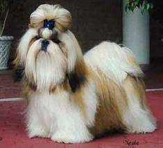 Espectaculares Shih Tzu 100% Puros Garantizados El Rosal, Colombia