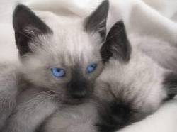 SIAMES VENTA DE GATOS 3103754882 DFWQEF cali, colombia