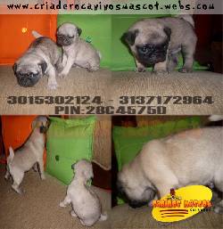 pug hermosos cachorritos disponibles medellin, colombia