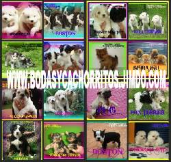 CACHORRITOS VARIAS RAZAS  DISPONIBLES BOGOTA, COLOMBIA
