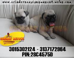 pug carlinos de caninos mascot criadero medellin, colombia