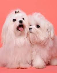 CACHORRITOS VENDO VARIAS RAZAS BOGOTA, COLOMBIA